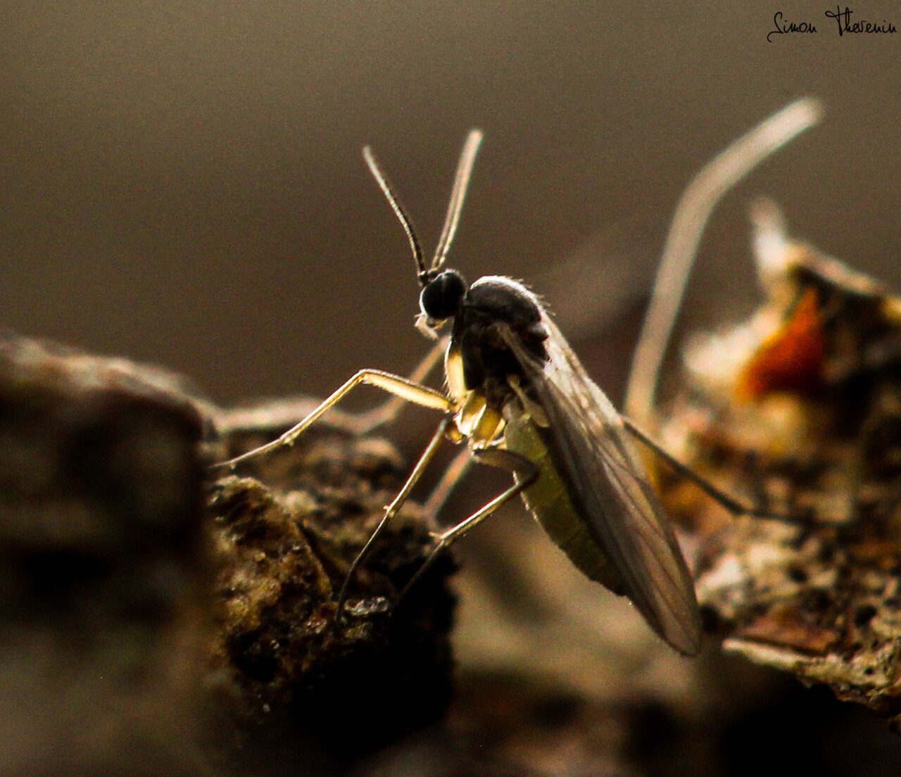 A fungus gnat, a tiny dark fly with long legs, standing on soil