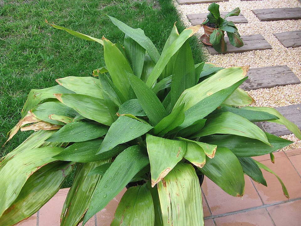 A cast-iron plant with broad, glossy dark green leaves, one of the classic low-light plants