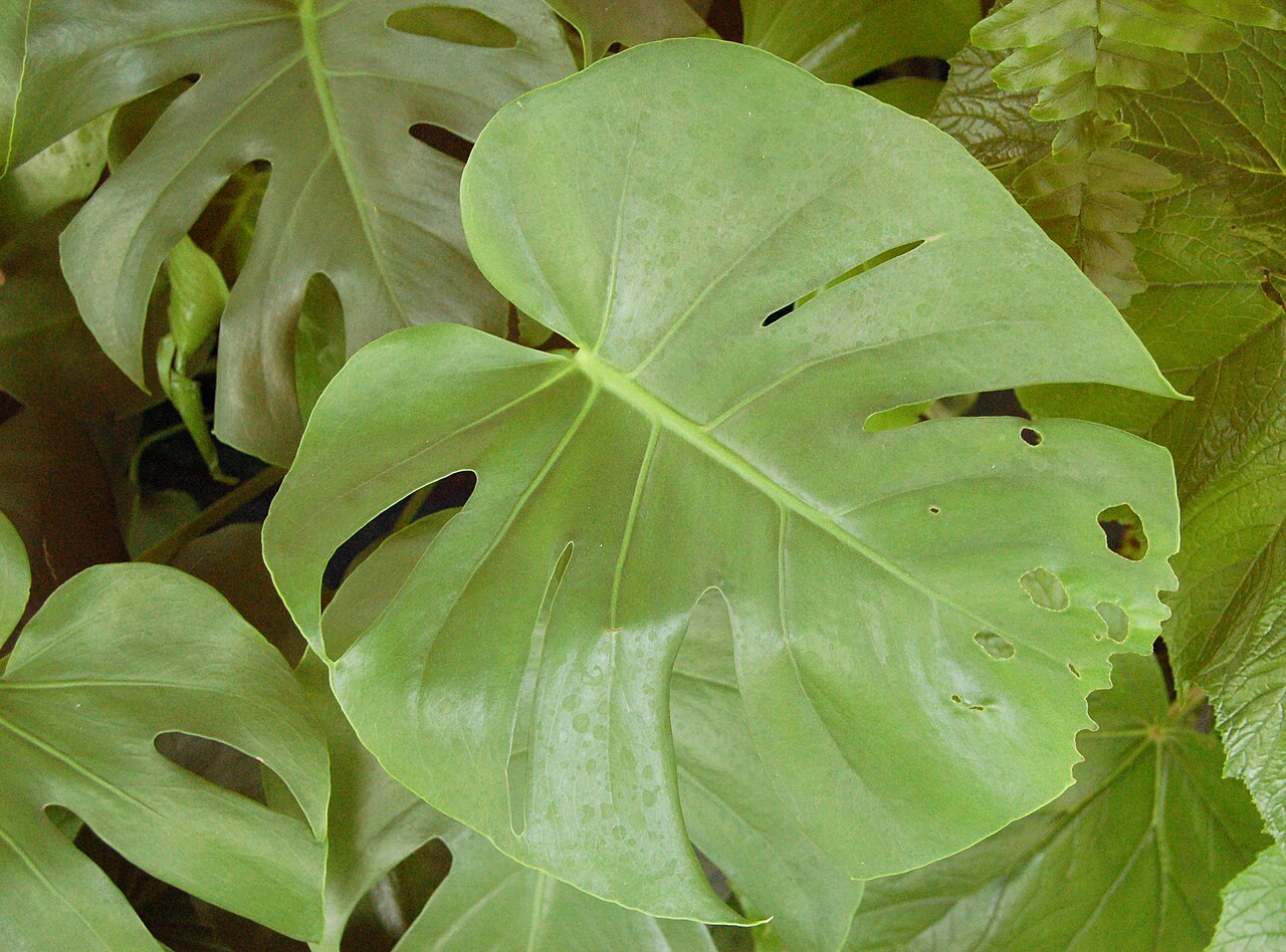 Monstera leaves with deep splits and holes