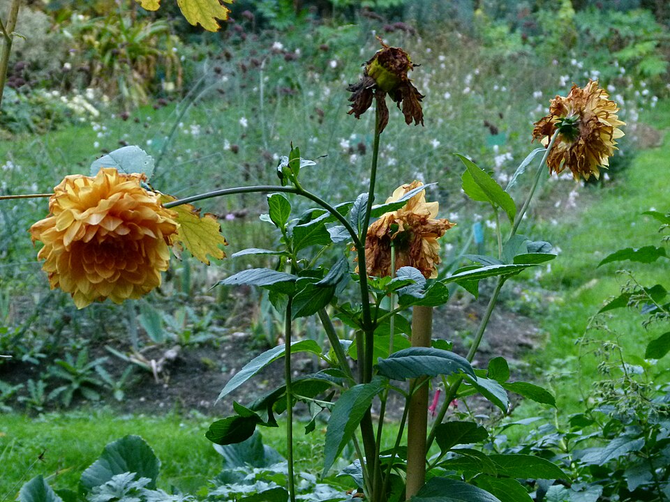 Wilted, drooping flowers hanging from their stems