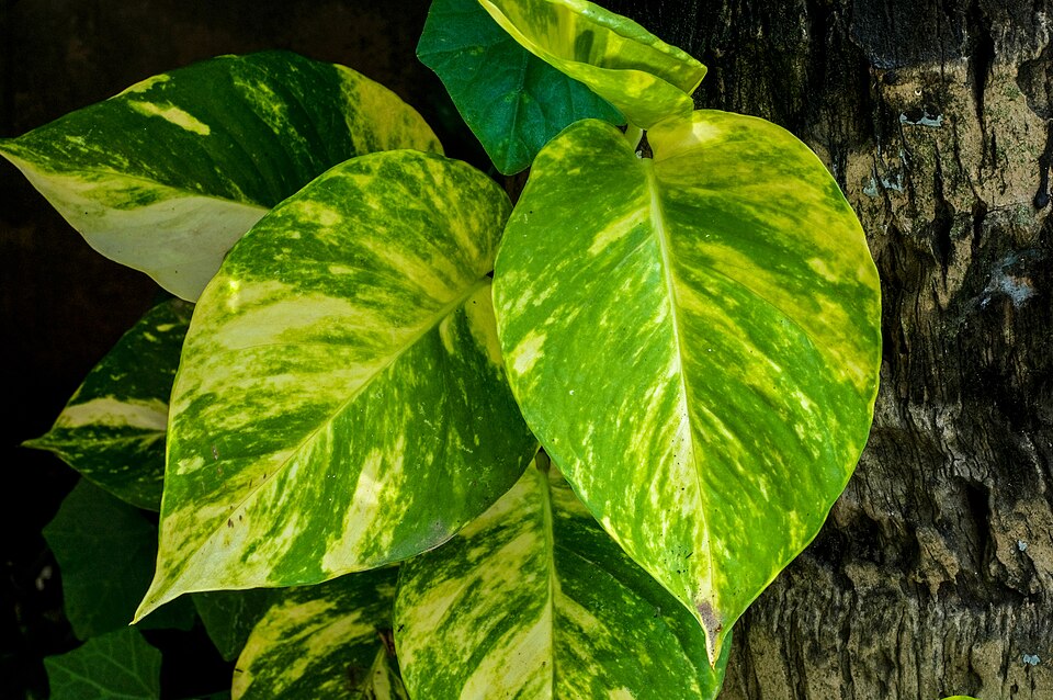 Heart-shaped pothos leaves, green splashed with yellow