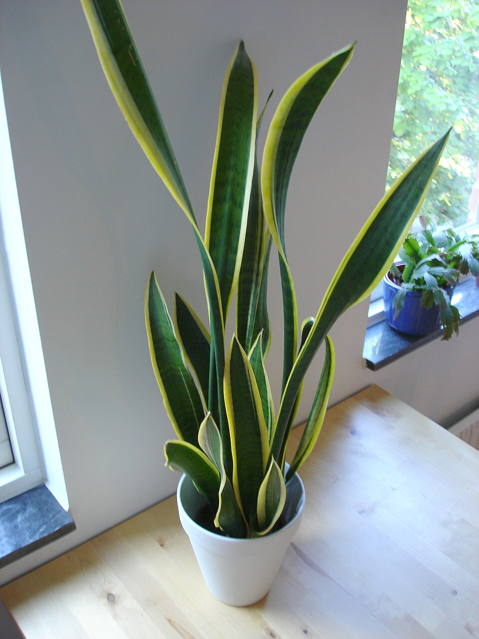 A snake plant with tall upright leaves edged in yellow, standing by a window