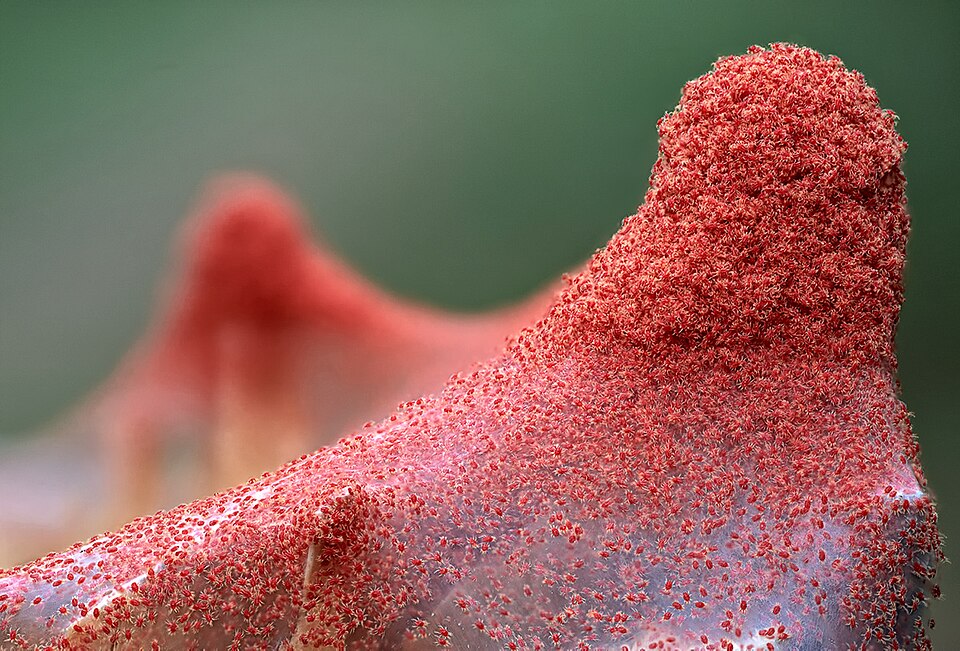 A dense cluster of tiny red spider mites on a plant