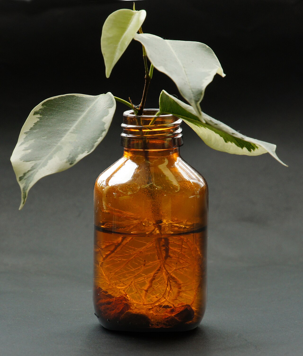 Plant cuttings with long white roots in a brown glass bottle of water