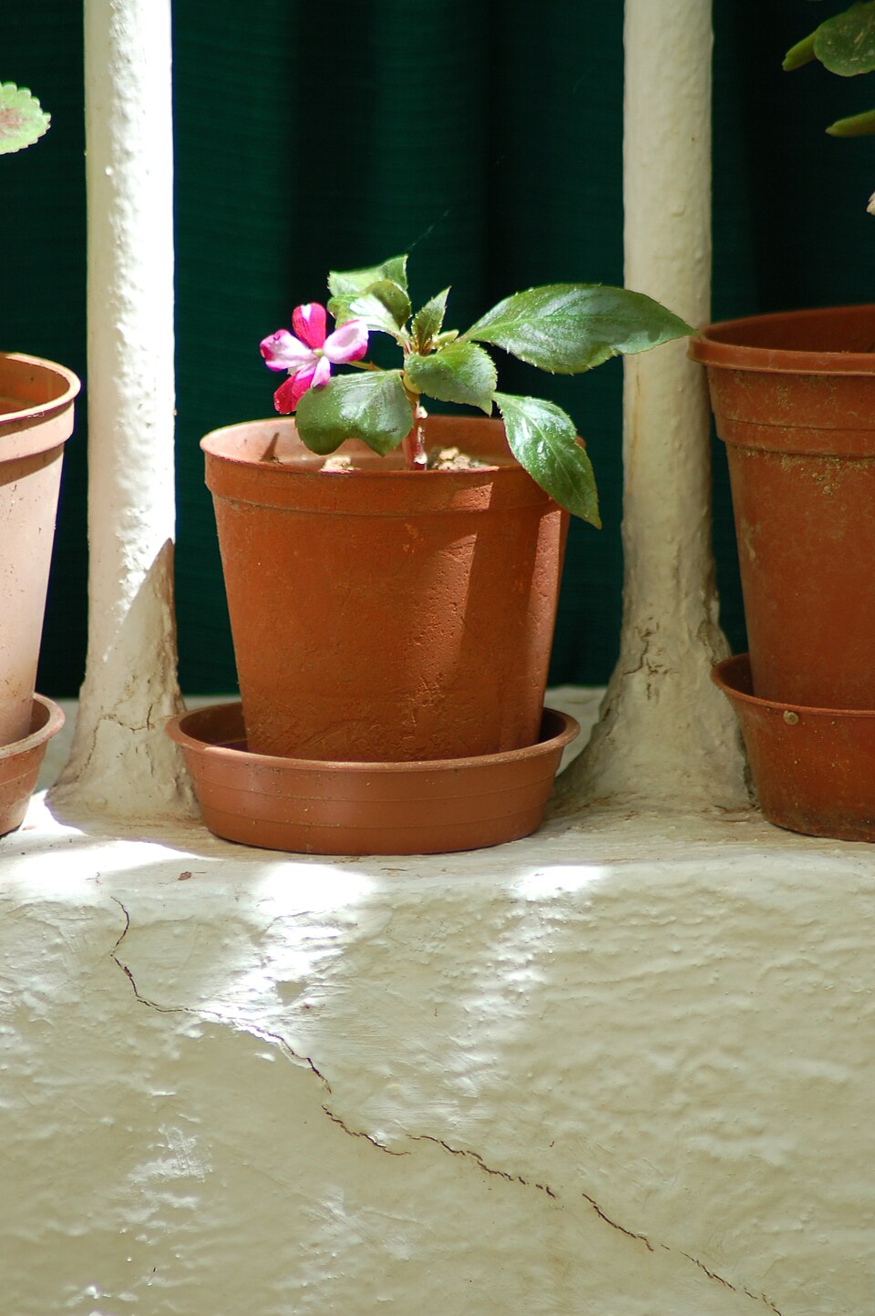 A flowering plant in a terracotta pot and saucer on a sunny windowsill
